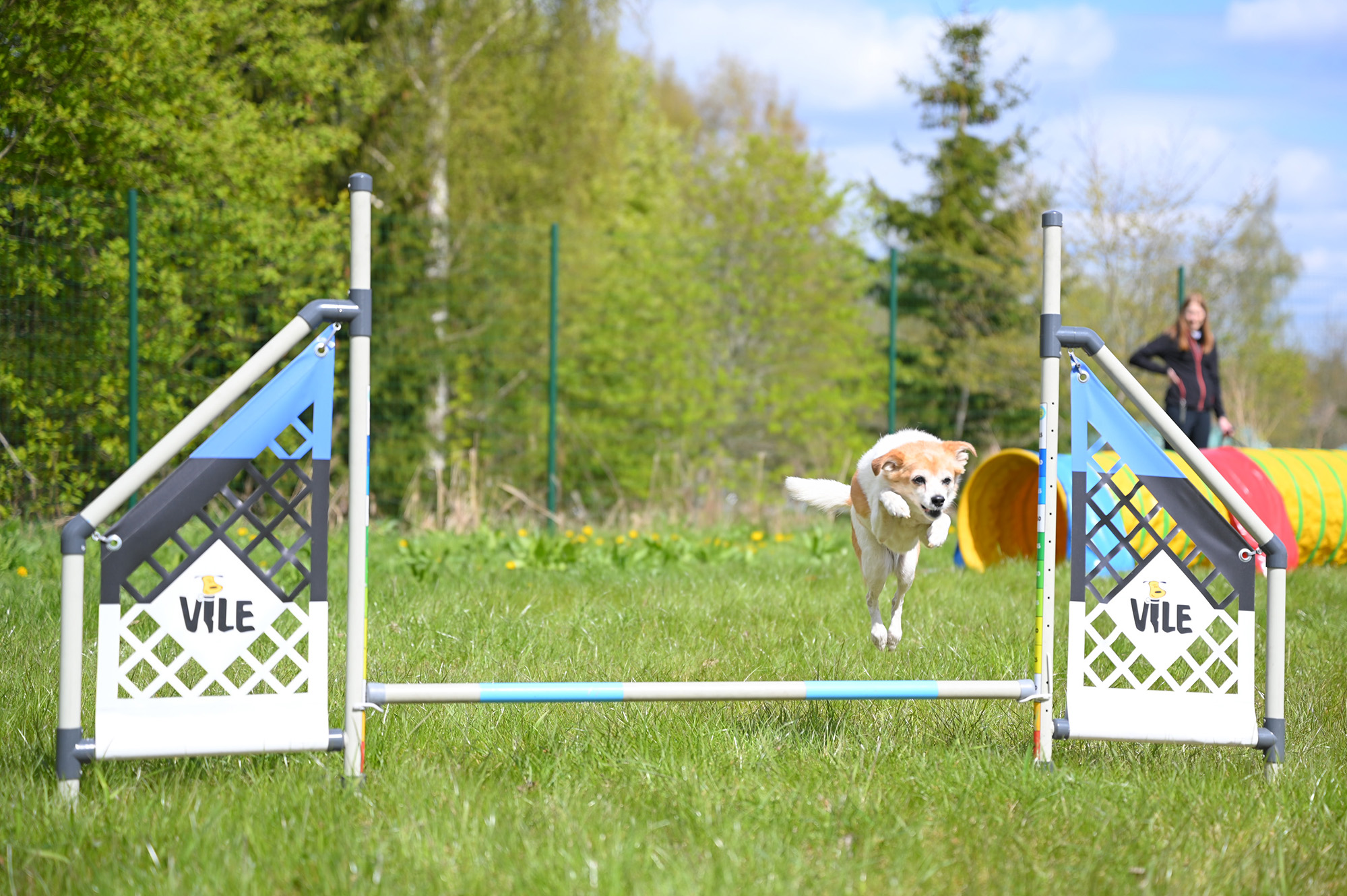 Koerte agility rajal seenior koer hüppamas üle takistuse